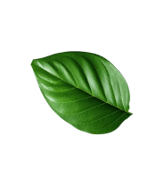 Decorative leaf